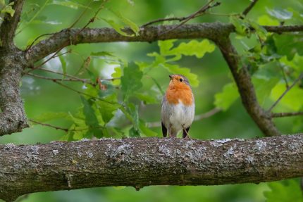 A vibrant European Robin perched on a tree branch surrounded by lush green foliage.